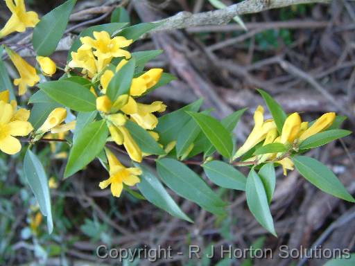 Gelsemium Sempervirens 